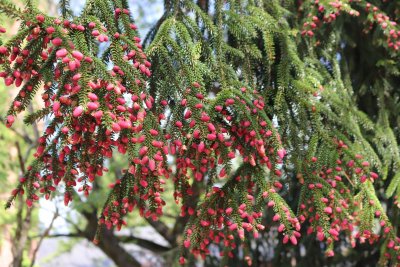 Picea orientalis 'Aureospicata' - smrk východní - šištice
